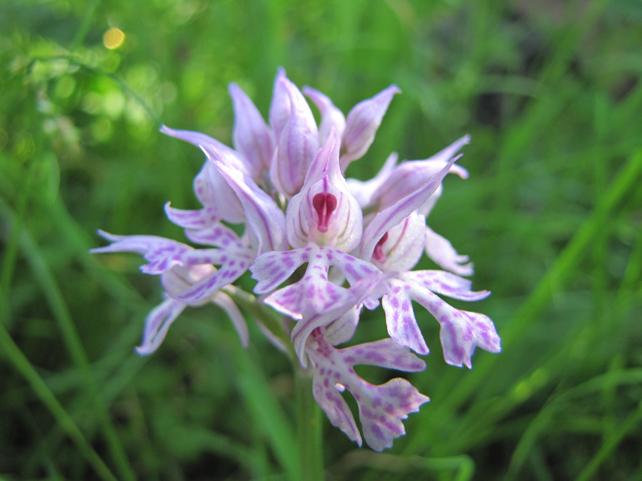 Identificazione 3: Orchis tridentata?